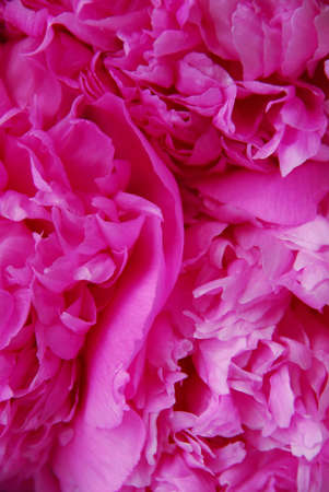 Closeup on bright pink peonies, backgroundの写真素材