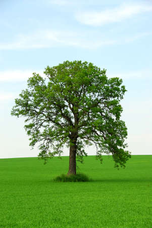 Single tree in summerの写真素材