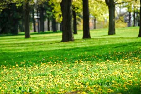 Park in springの写真素材