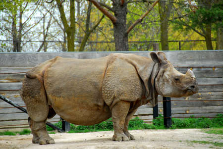 African white rhinocerosの写真素材