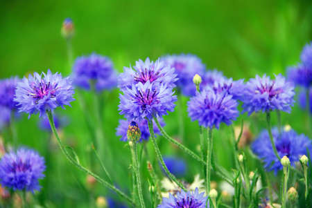 Blue cornflowers on green backgroundの写真素材