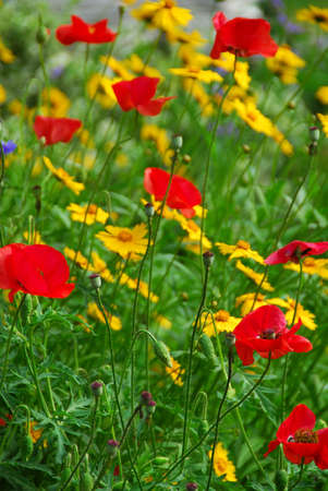 Poppies in a summer gardenの写真素材