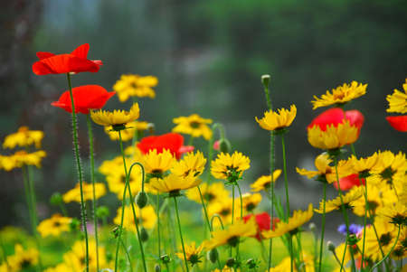 Red poppies and yellow coreopsis in a summer gardenの写真素材