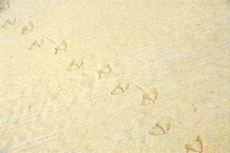 Sand background with seagull footprintsの写真素材