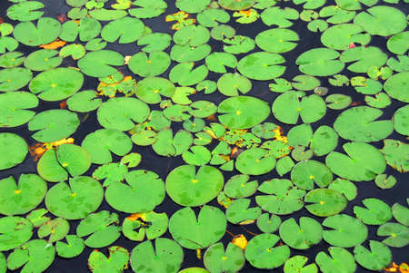 Pattern of green lily pads on a lake, backgroundの写真素材