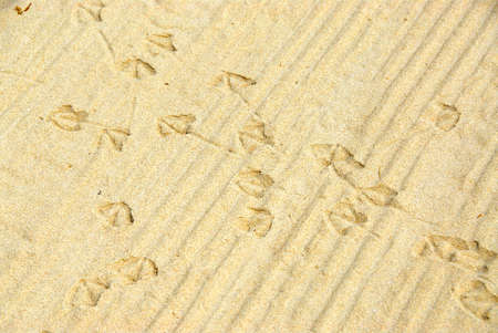 Abstract background of sand with seagull fooprints
