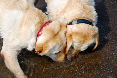 Two beautiful yellow labs playing in water