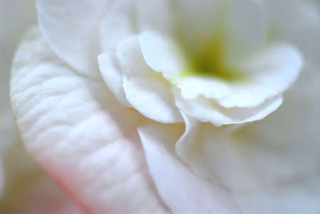 Extreme macro of a white begonia flower, very shallow dofの写真素材