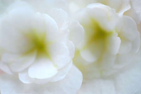 Extreme macro of a white begonia flower, very shallow dofの写真素材