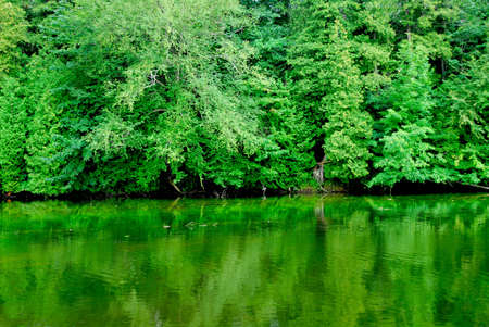 Green reflection of a forest in  calm river waterの写真素材