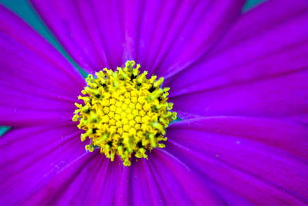 Purple cosmos flower macroの写真素材