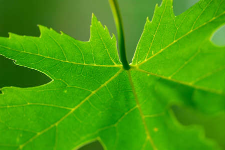 Extreme macro of green maple leaf