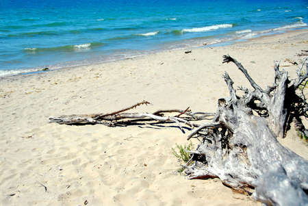 Trunk of old weathered tree on deserted beachの写真素材