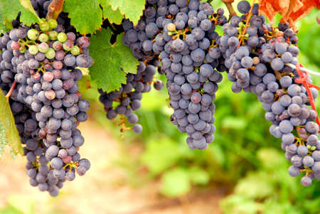 Bunches of red grapes growing on a vine