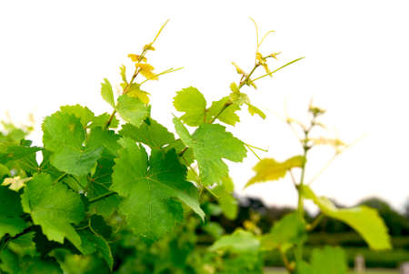 Branches of grape vines on white backgroundの写真素材