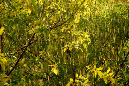 Rain and sunshine - falling raindrops sparklingの写真素材