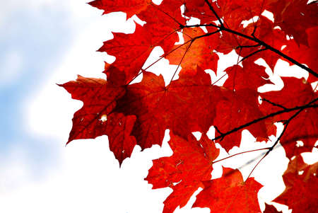 Bright red fall maple leaves