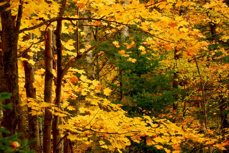 Colorful fall forest background with maples trees