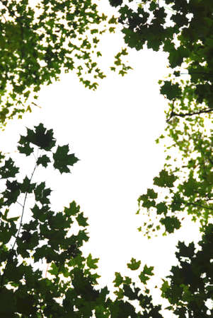 Background or frame of natural green maple leaves formed by maple treetopsの写真素材