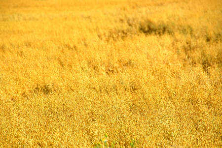 Field of ripe golden oats ready to harvest