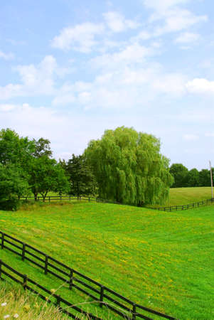 Rural landscape with lush green fields and treesの写真素材