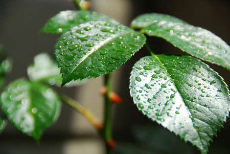 Fresh green leaf of a rose bush covered with rain dropsの写真素材