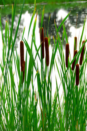 Cattails growing at the edge of a pondの写真素材