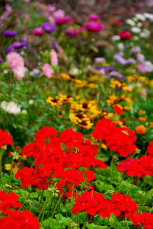 Colorful blooming flower garden with assorted flowersの写真素材