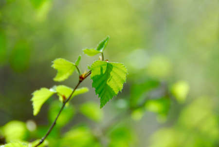 Natural background of young green spring leavesの写真素材