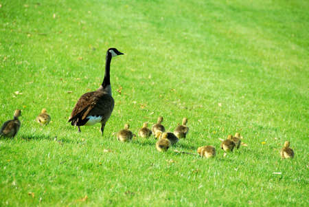 Canadian mother goose with her goslings walking on green grassの写真素材