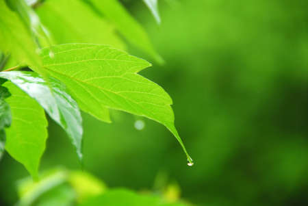 Macro of young green leaf with hanging raindropの写真素材