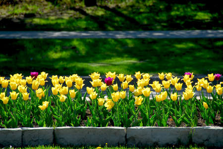 Row of yellow tulips in a flowerbedの写真素材