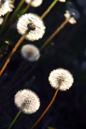 White seeding dandelions in late afternoon sunlight