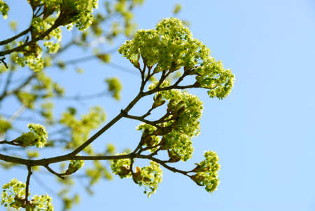 Branches of green blooming maple tree in the springの写真素材