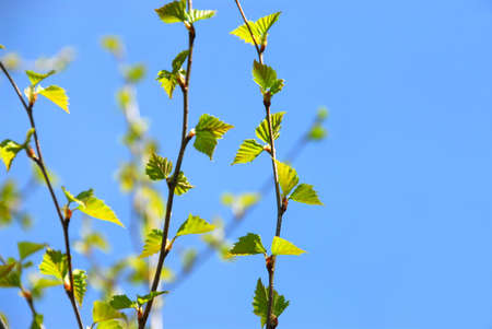 Branches of a birch tree with fresh new leaves in the springの写真素材