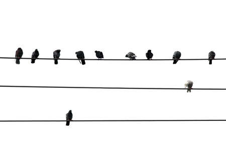 Birds sitting on wires isolated on white backgroundの写真素材