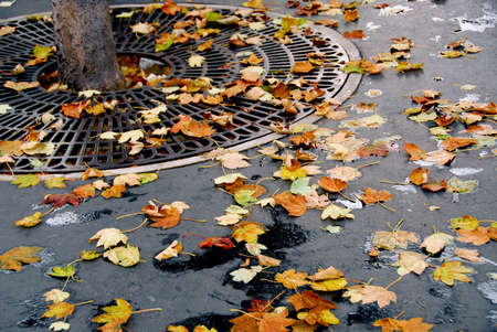Fallen leaves on asphalt sidewalk in the cityの写真素材