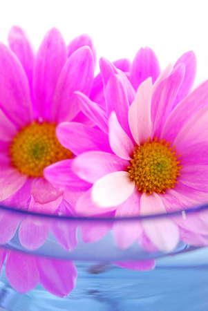 Pink flowers close up floating in waterの写真素材