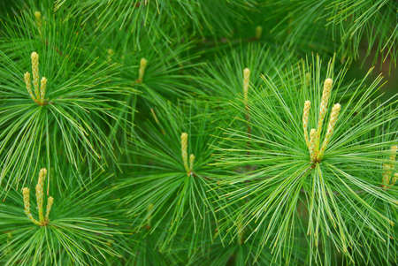 Background of young new pine needles in the springの写真素材