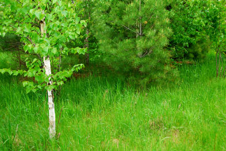 Natural background of lush green spring forestの写真素材