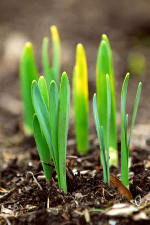 Shoots of spring flowers daffodils in early spring gardenの写真素材