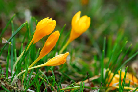 Macro image of a yellow crocus flowers blooming in early springの写真素材