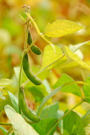 Soy beans growing on a soybean plant in a fieldの写真素材