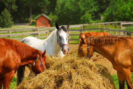 Several horses feeding at the runch on bright summer dayの写真素材