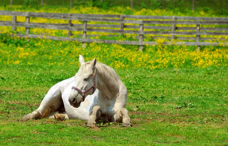 White horse resting at the ranch in early summerの写真素材