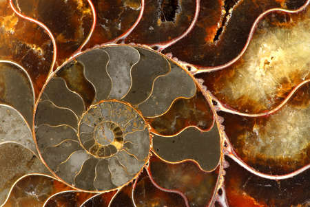 Macro image of rocky mountains gemstone ammoliteの写真素材