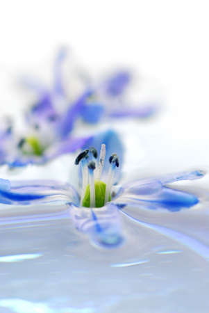 Blue flowers floating in water extreme macroの写真素材