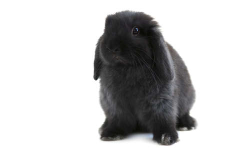 Black holland lop bunny rabbit isolated on white backgroundの写真素材