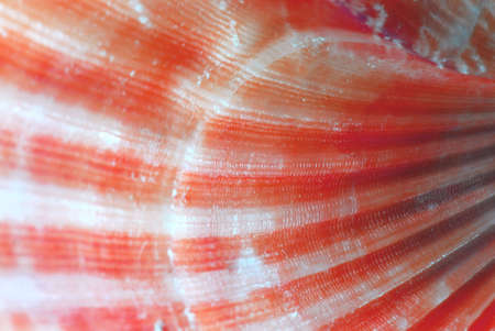 Background of a seashell surface extreme macro imageの写真素材