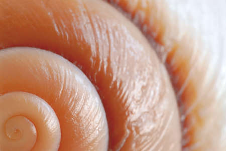 Background of a seashell surface extreme macro image